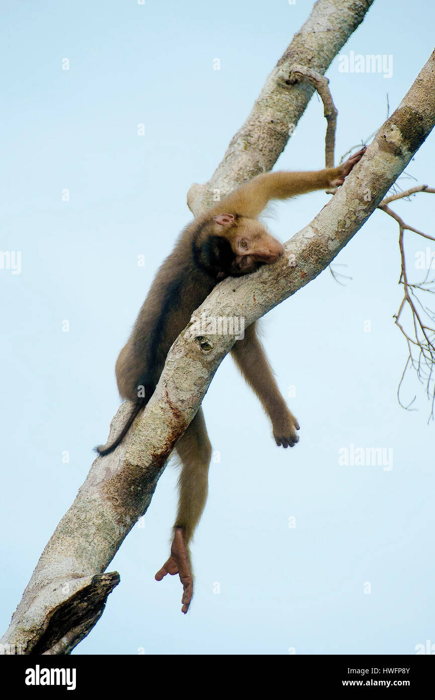 Südlichen Schwein-Tailes Makaken (Macaca Nemestrina) vom Menaggul Fluß, Sabah, Borneo. Stockfoto