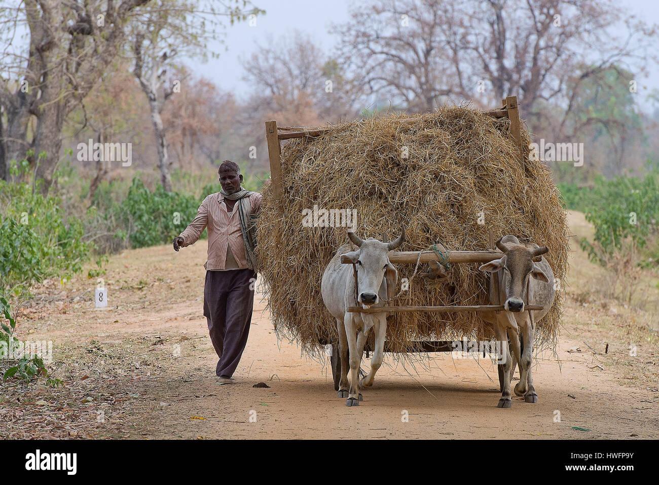 Die Bauern tragen Rasen am Rohaniya, Bandhavgarh, Indien. Stockfoto