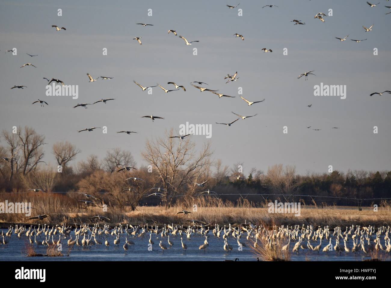 Wood River, Nebraska, USA, 20. März 2017. Unter der Welt große Tier Migrationen die Kraniche wach und nehmen Sie an Eigentum verwaltet vom Kran Trust, Wood River in Nebraska. Die Frühling Migration Bevölkerung der Kraniche in den zentralen Nebraska Flyway beläuft sich auf 650.000. Mehr als 80 Prozent der Weltbevölkerung der Kraniche konvergieren auf Nebraska Platte River Tal, einen kritischen Splitter der bedrohten Lebensraum in North America Central Flyway. Bildnachweis: John D. Ivanko/Alamy Live-Nachrichten Stockfoto