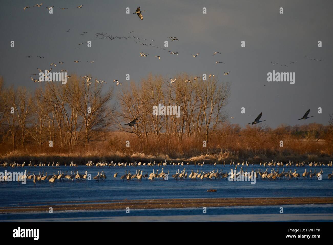 Wood River, Nebraska, USA, 20. März 2017. Unter der Welt große Tier Migrationen die Kraniche wach und nehmen Sie an Eigentum verwaltet vom Kran Trust, Wood River in Nebraska. Die Frühling Migration Bevölkerung der Kraniche in den zentralen Nebraska Flyway beläuft sich auf 650.000. Mehr als 80 Prozent der Weltbevölkerung der Kraniche konvergieren auf Nebraska Platte River Tal, einen kritischen Splitter der bedrohten Lebensraum in North America Central Flyway. Bildnachweis: John D. Ivanko/Alamy Live-Nachrichten Stockfoto