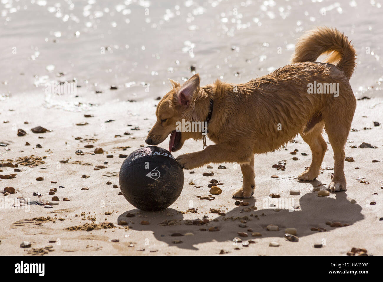 Bournemouth, Dorset, UK. 21. März 2017. UK-Wetter: Bournemouth genießt einen schönen sonnigen Tag als Besucher gehen ans Meer machen das Beste aus der Sonne an den Stränden von Bournemouth. Hund spielen Fußball am Strand Credit: Carolyn Jenkins/Alamy Live News Stockfoto