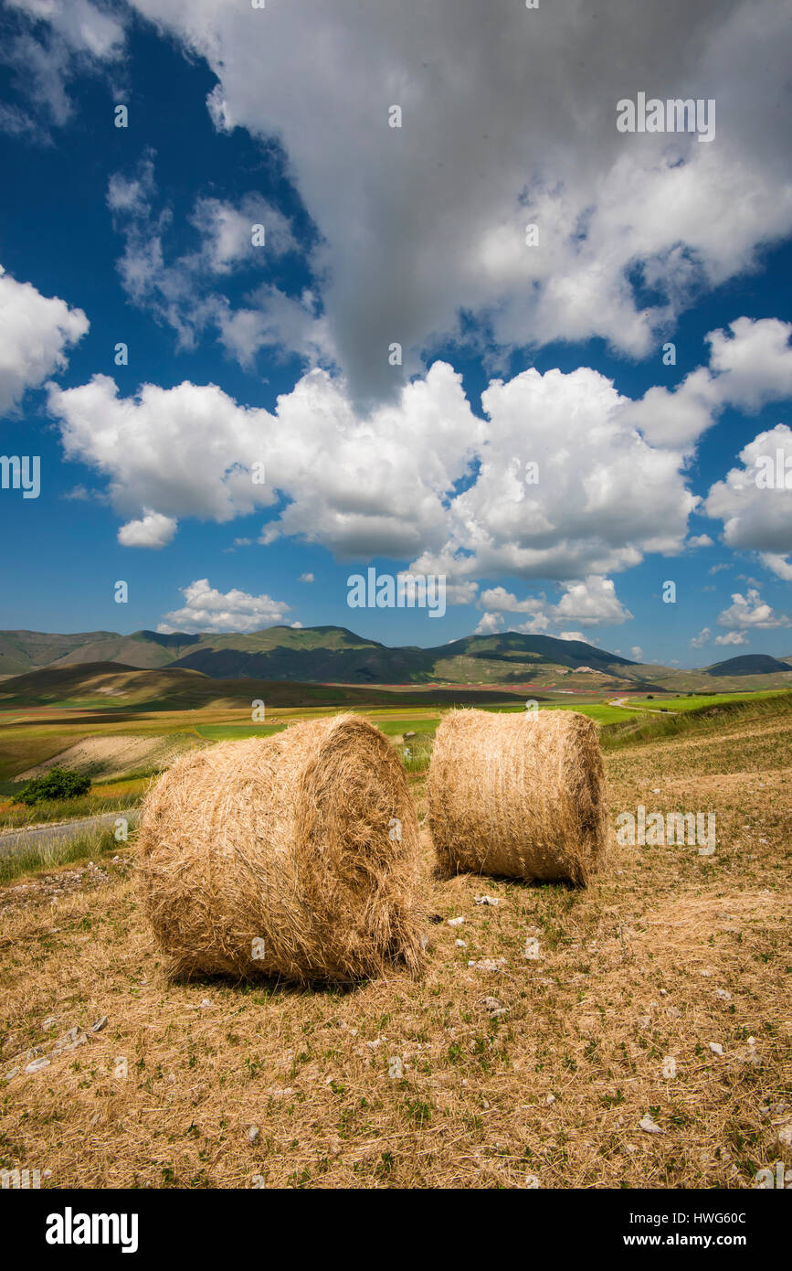 Castelluccio di Norcia, Umbrien, Italien. Garben von Weizen und rollte einen Himmel mit tief hängenden Wolken. Szene der umbrischen Landschaft bis Anfang Sommer Stockfoto