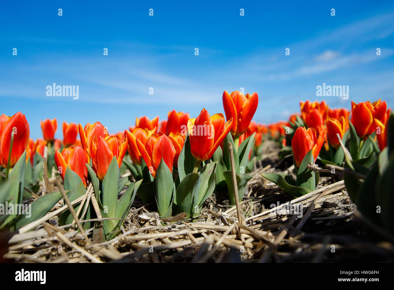 (170322)--LISSE (Niederlande), 22. März 2017 (Xinhua)--Foto am 21. März 2017 zeigt Tulpen Feld in Lisse, Niederlande. (Xinhua / Ye Pingfan) (Hy) Stockfoto
