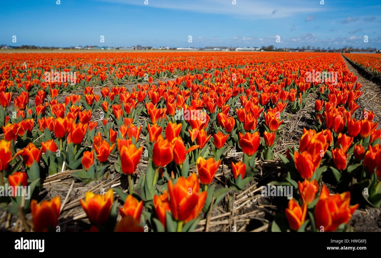 (170322)--LISSE (Niederlande), 22. März 2017 (Xinhua)--Foto am 21. März 2017 zeigt Tulpen Feld in Lisse, Niederlande. (Xinhua / Ye Pingfan) (Hy) Stockfoto