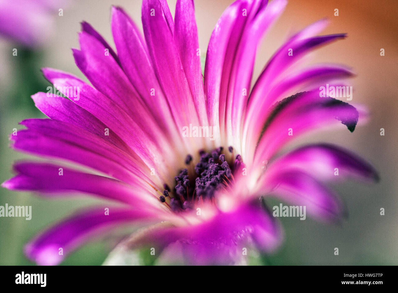 Makroaufnahmen von Blumen Stockfoto