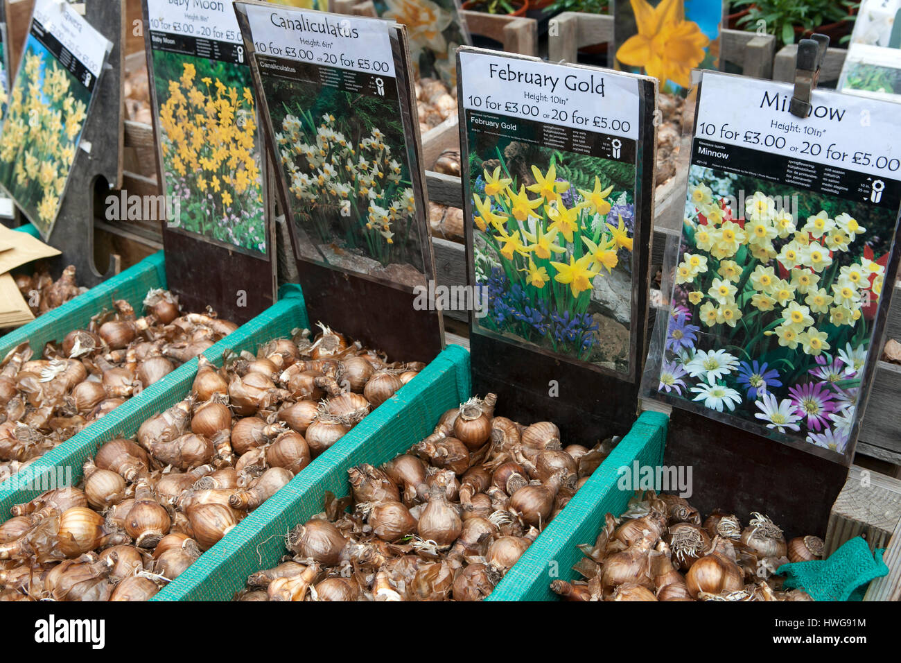 Hunderte von Sorten von Blumenzwiebeln zu verkaufen in Amsterdam der schwimmende Blumenmarkt Stockfoto