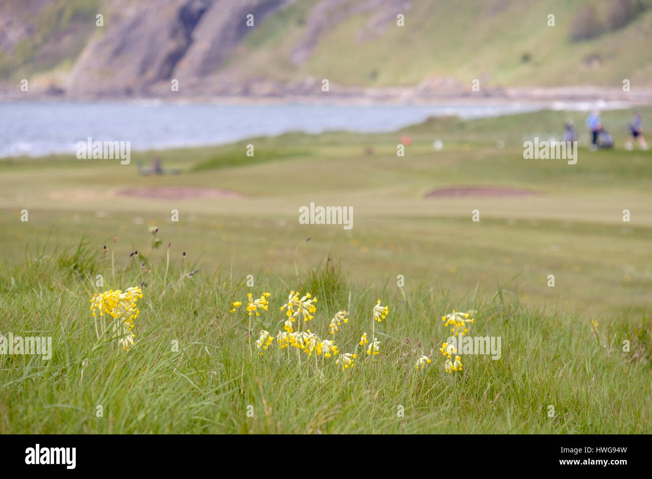 Schlüsselblumen (Primula Veris) grobe Gras auf Earlsferry Links-Golfplatz im Sommer wächst. Elie und Earlsferry, East Neuk of Fife, Fife, Schottland, Vereinigtes Königreich Stockfoto