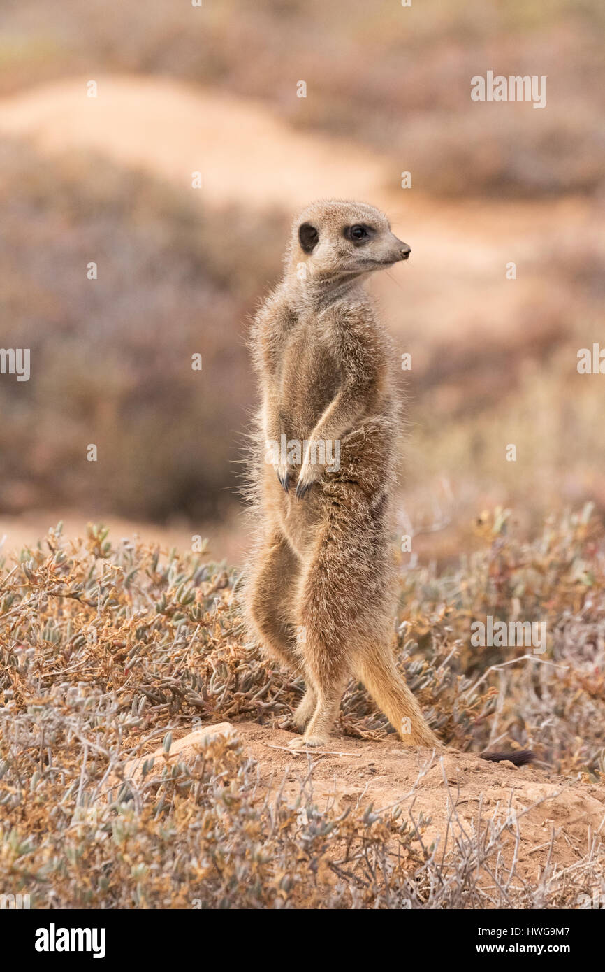 Erdmännchen Ausschau, Suricata Suricatta, die Karoo, Südafrika Stockfoto
