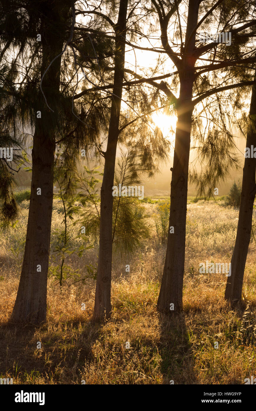 Sonnenlicht durch Bäume; am frühen Morgen, Franschhoek, Südafrika Stockfoto