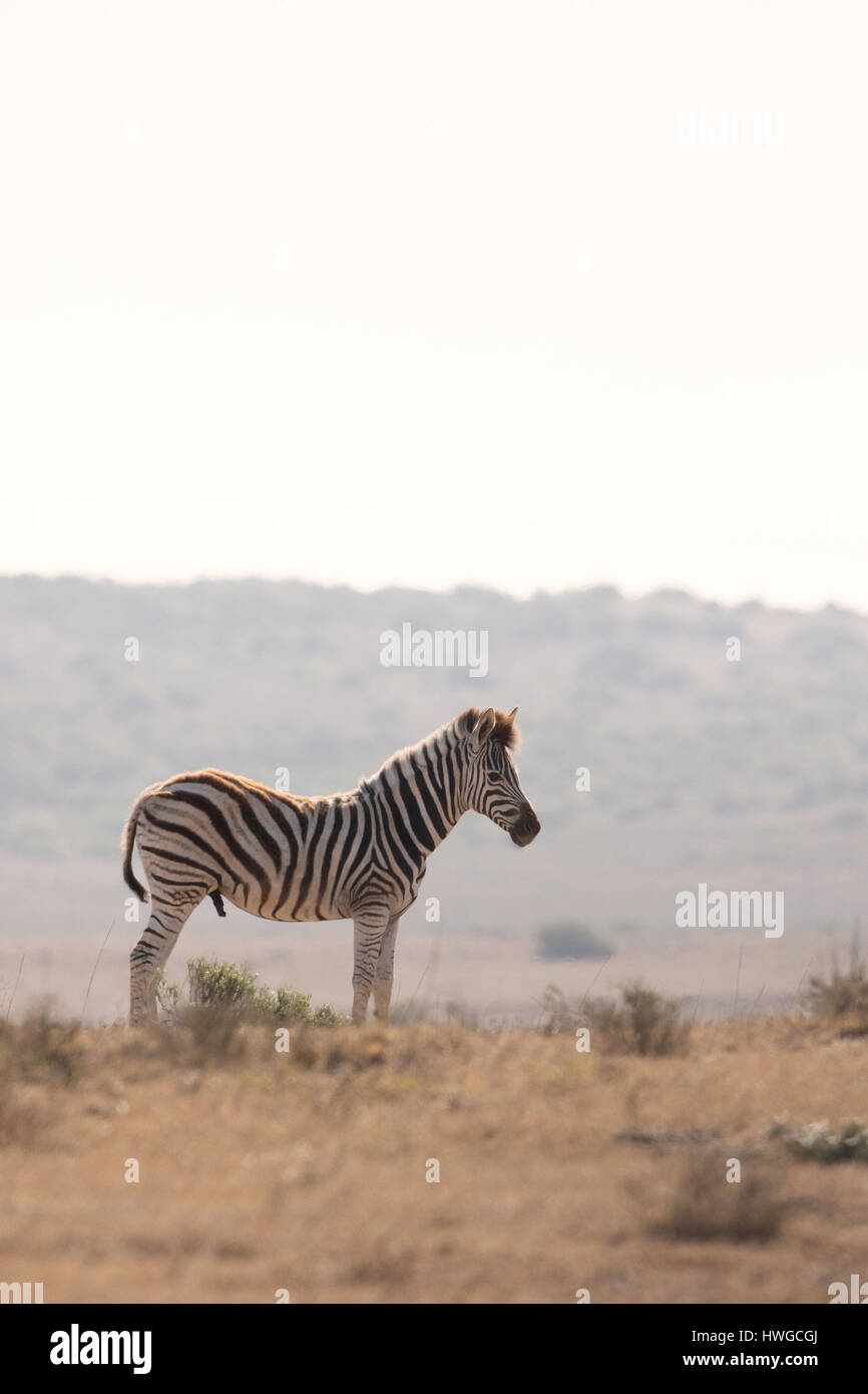 Zebra, Südafrika, Erwachsener, Equus Quagga Stockfoto