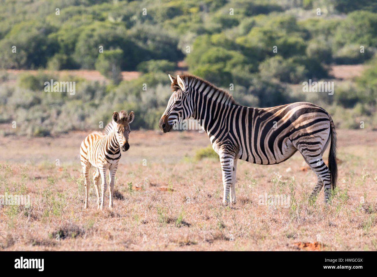 Baby Zebra Stockfotos Und Bilder Kaufen Alamy