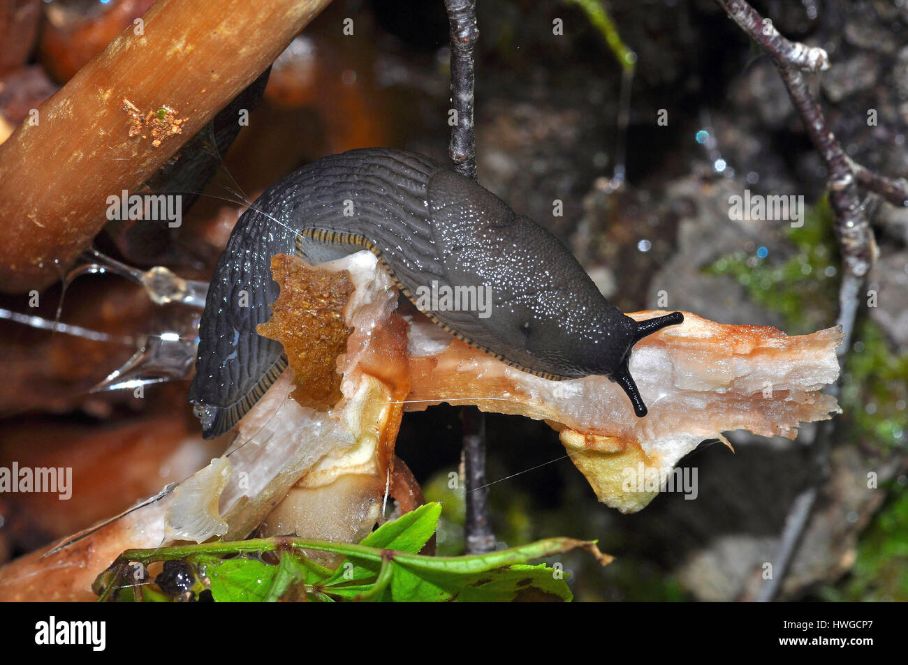 Schwarze Schnecke (Arion Ater) Fütterung auf einem Pilz Stockfoto