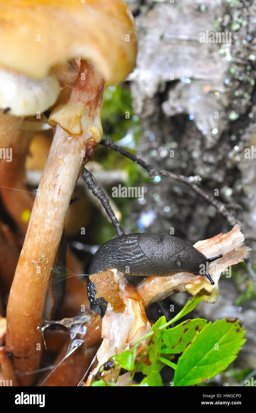 Schwarze Schnecke (Arion Ater) Fütterung auf einem Pilz Stockfoto