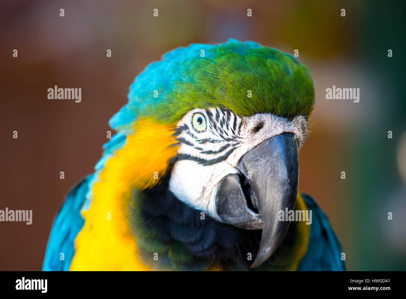Vogel der Farbe Stockfoto