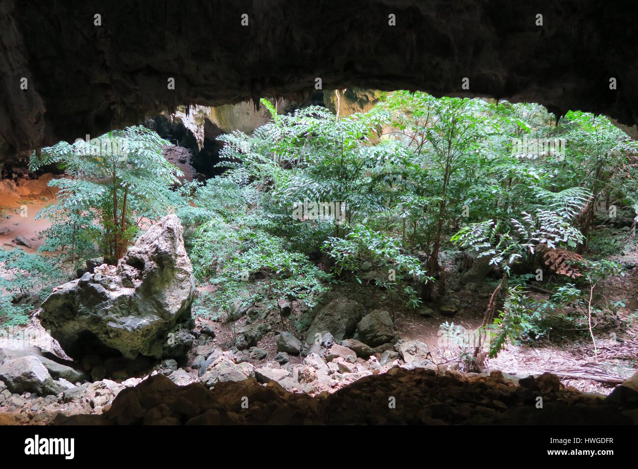 Dschungel in einer Höhle am Khao Sam Roi Yot National Park, Thailand Stockfoto