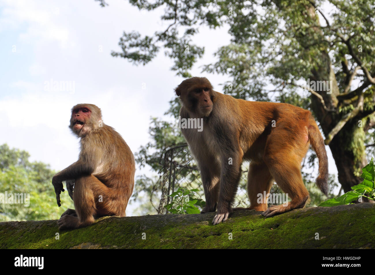 Affe sitzt an der Wand bedeckt mit grünem Moos in der hindu-Tempel in Kathmandu, nepal Stockfoto