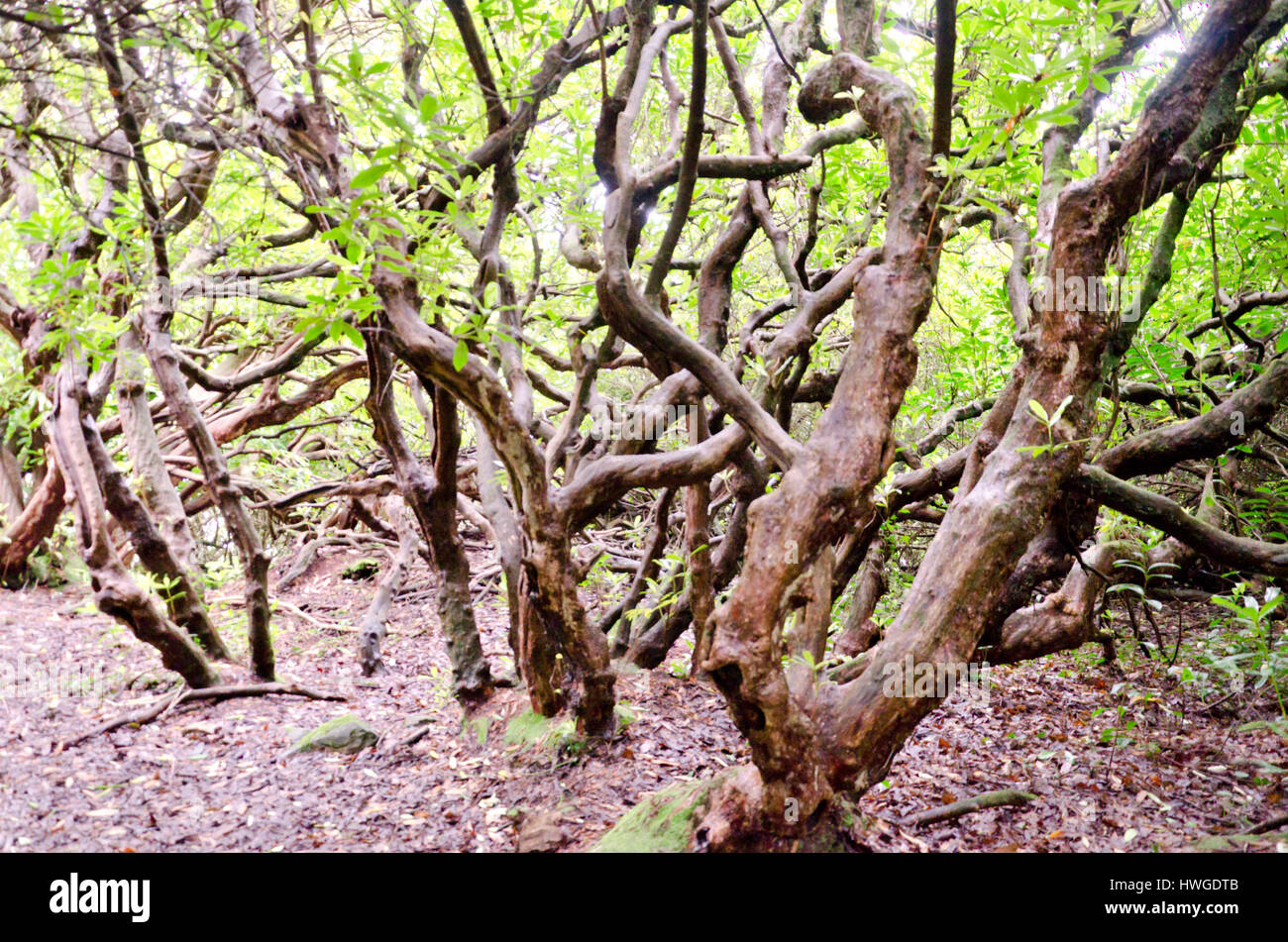 Bäume in Nord-Wales Stockfoto