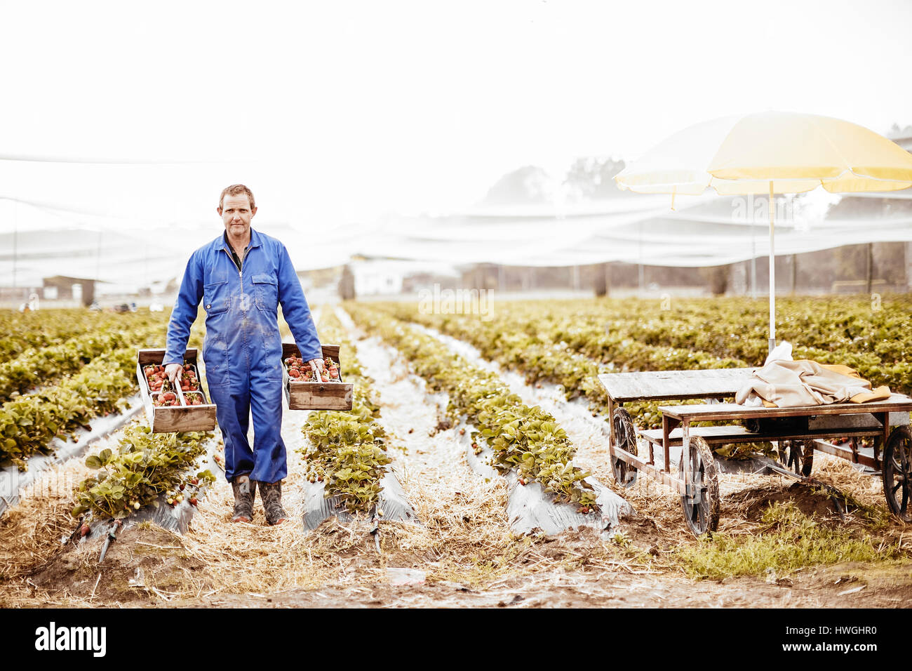 Erdbeer-Bauern Carring Bastkörbe zur Erntezeit Stockfoto