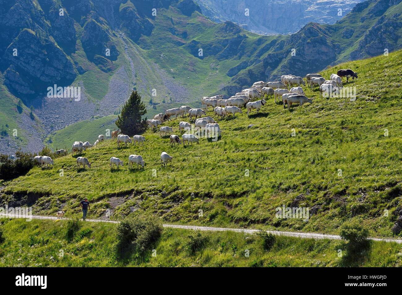 Frankreich, Alpes Maritimes, Roya Valley (Hinterland von Nizza), am Fuße des Nationalpark Mercantour, Piedmonteese Kuhherde in Alm in der Col de Tende (Pass) und seiner Hüterin Jean-Pierre Carletto, der aus Fossano in Italien Stockfoto