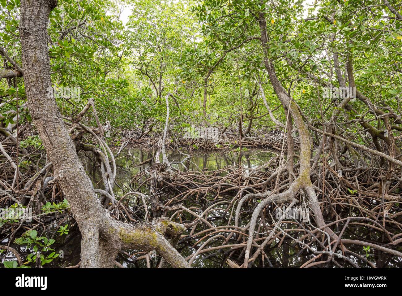 Philippinen, Mindoro, Apo Reef Naturpark, Mangroven auf Apo Island Stockfoto