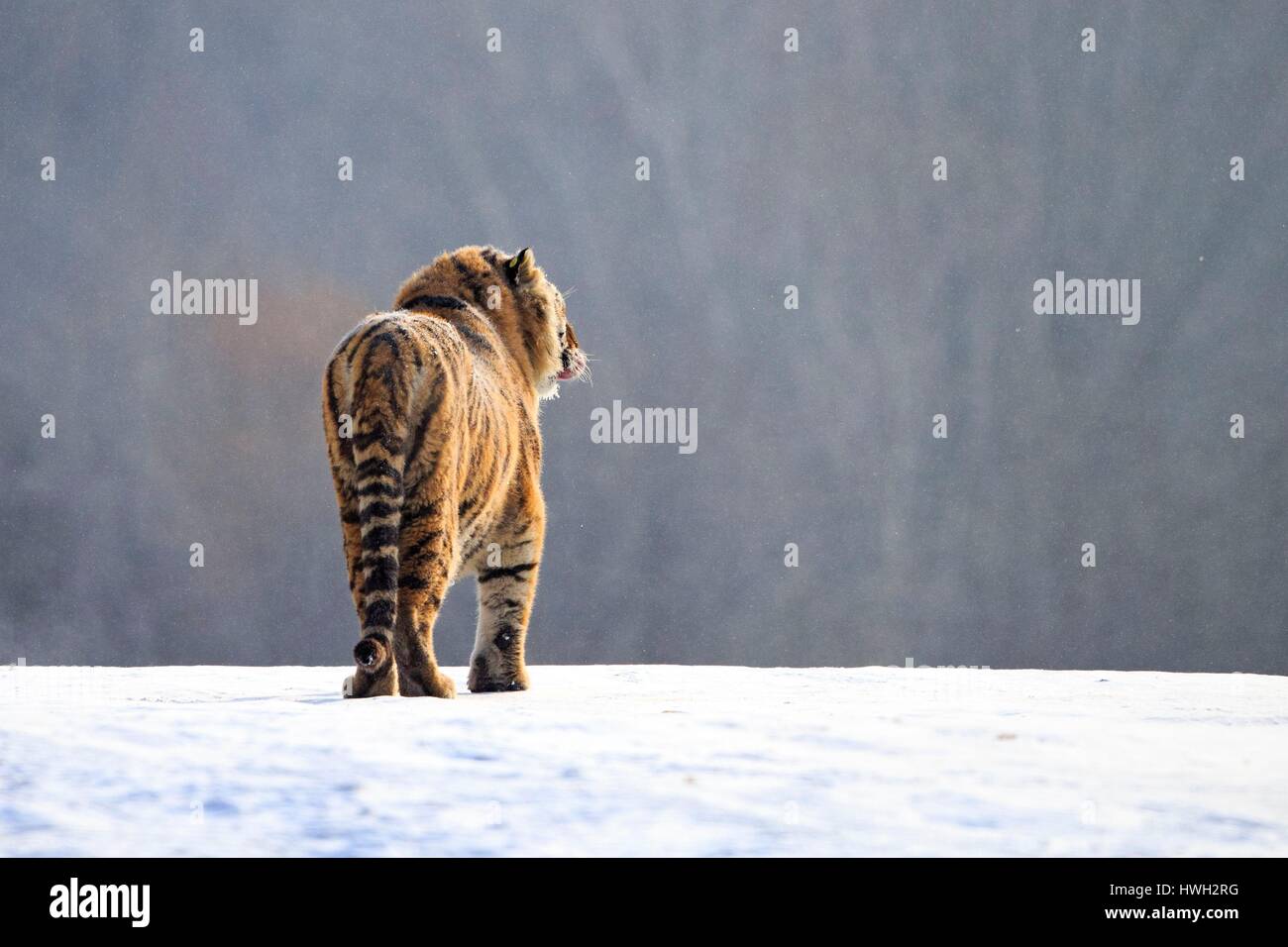 China, Harbin, Siberian Tiger Park, Sibirischer Tiger (Panthera Tgris Altaica) Stockfoto