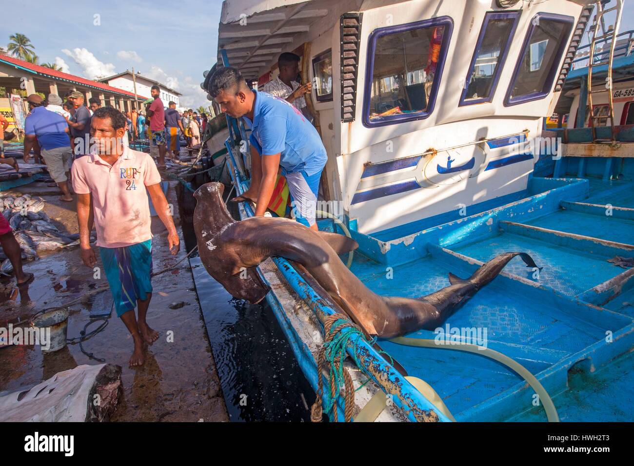 Sri Lanka, Indischer Ozean, Mirissa, Fischereihafen, glatter Hammerhai (Sphyrna Zygaena), vom Kutter entladen Stockfoto