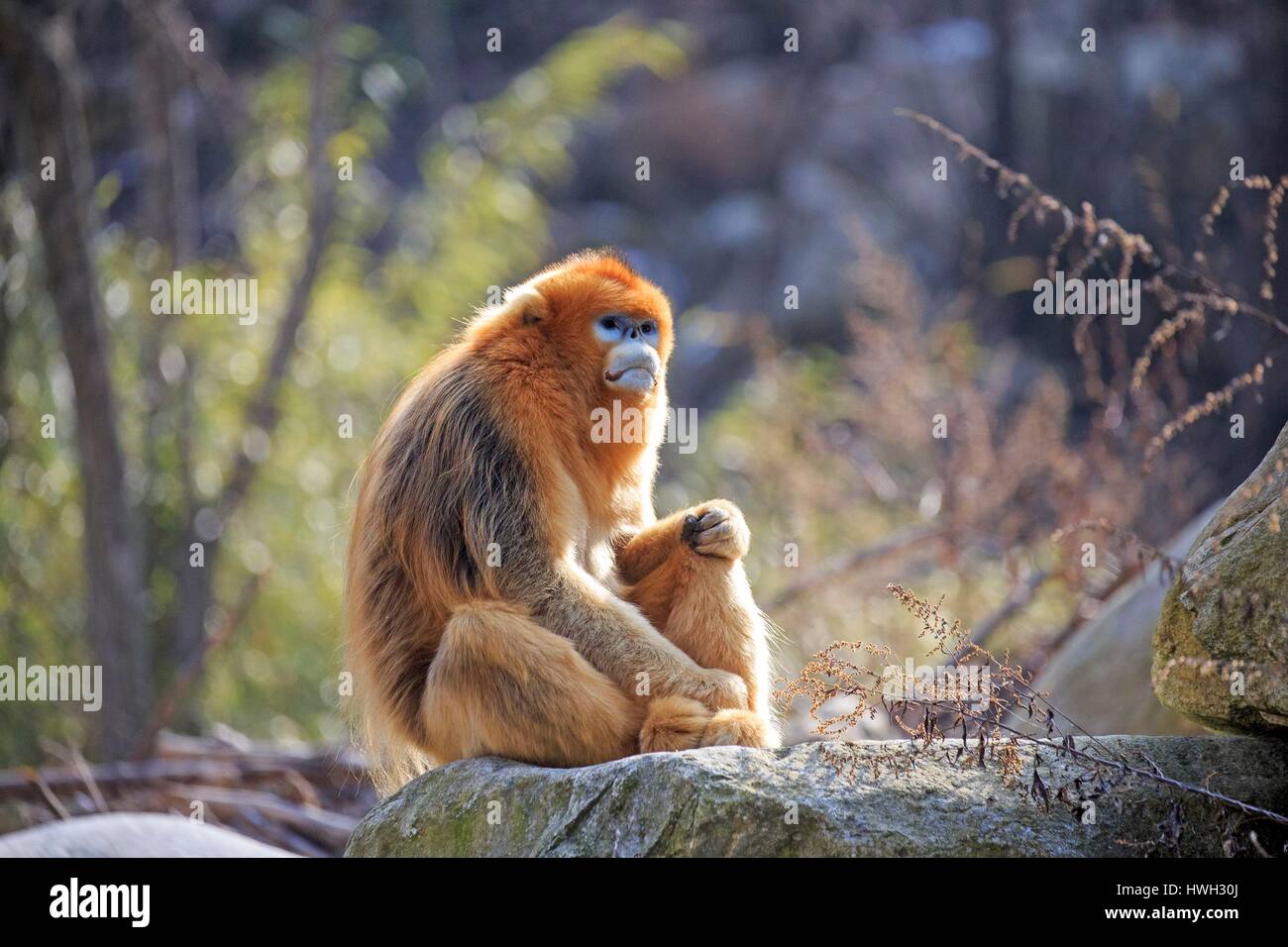 China, Provinz Shaanxi, Qinling Berge, goldene Snub-nosed Affe (Rhinopithecus Roxellana) Stockfoto