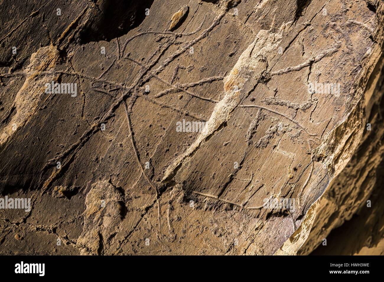 Portugal, Northern Region, Bezirk von Guarda, Douro, Douro Tal, Vila Nova de Foz Coa, Nacht besuchen Sie die Führungen der archäologischen Park des Coa Valley, als Weltkulturerbe von der UNESCO, rupestral Gravuren der Jungpaläolithikum Stockfoto