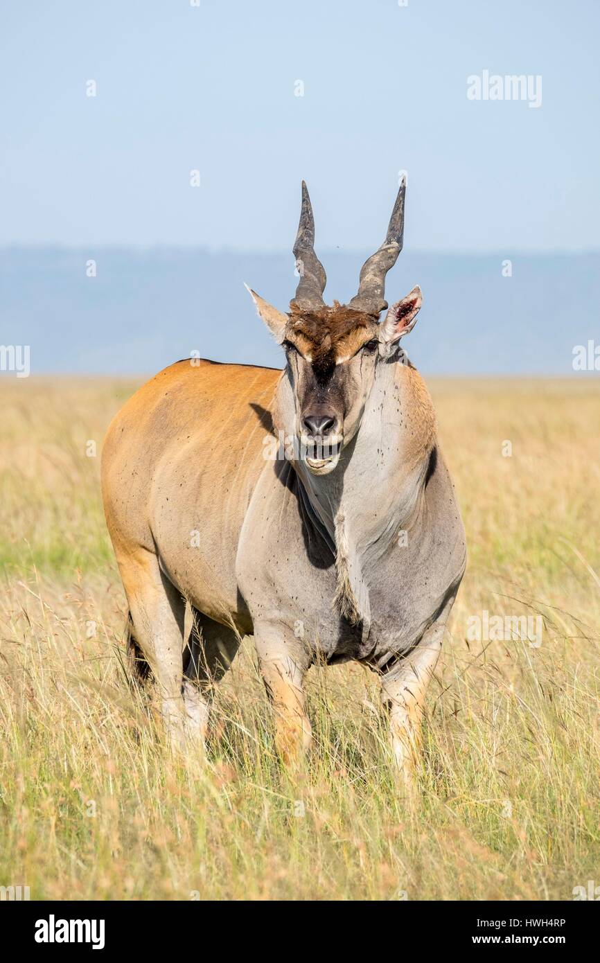 Kenia, Masai Mara Game reserve, Cape Elan (Tauro Oryx), Männlich Stockfoto