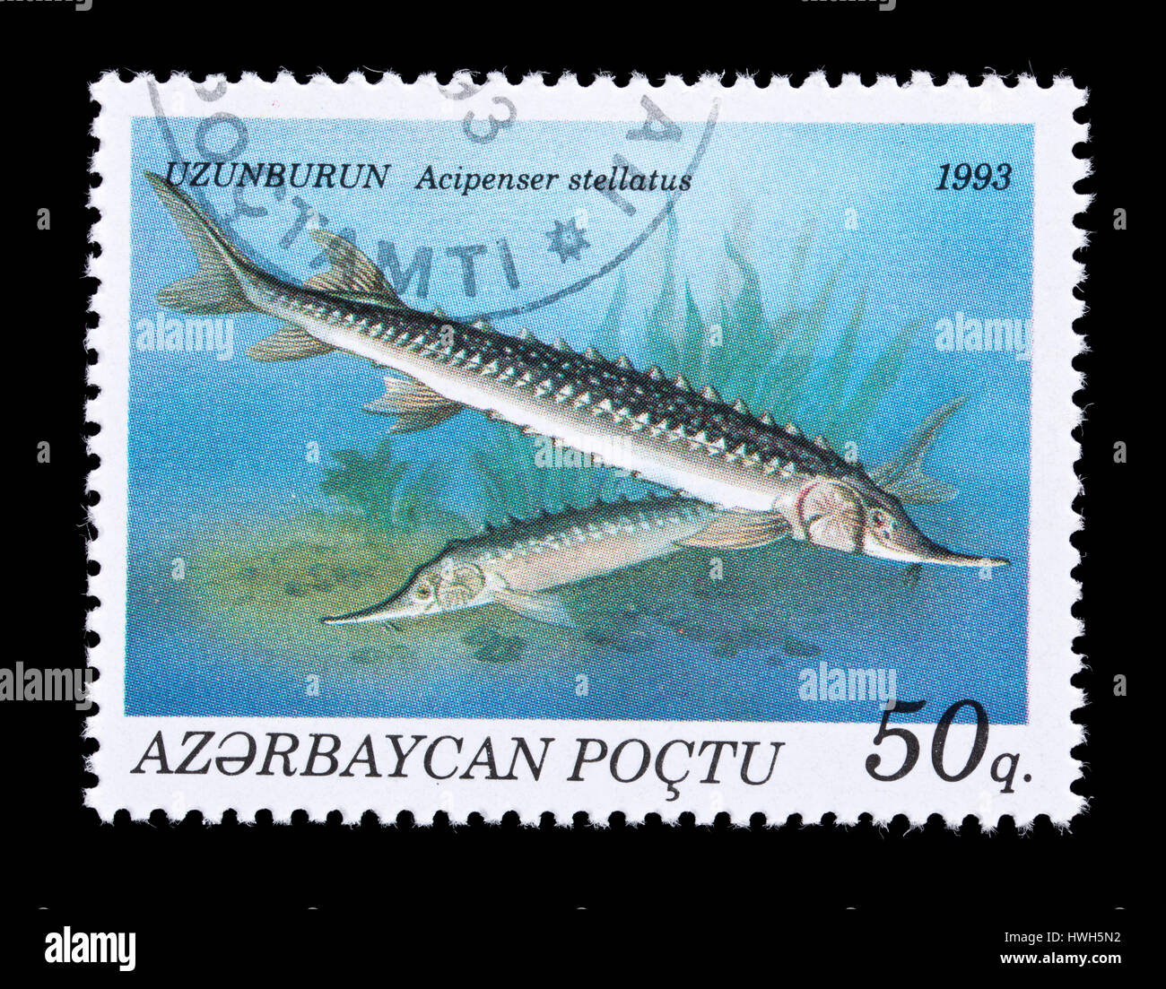 Briefmarke aus Aserbaidschan, die Darstellung eines russischen Stör (Acipenser Guldenstadtii) Stockfoto