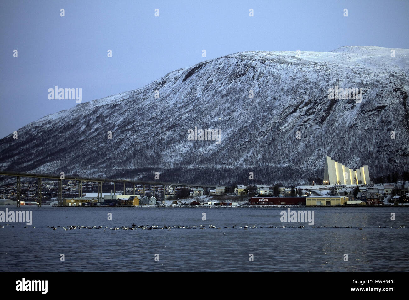 "Eiderenten vor Südpolarmeer Kathedrale, Norwegen; Norwegen; Troms?; Südpolarmeer Kathedrale, arktische Kathedrale, Kirche, Kirche, Vögel, Vögel, Eiderenten, e Stockfoto