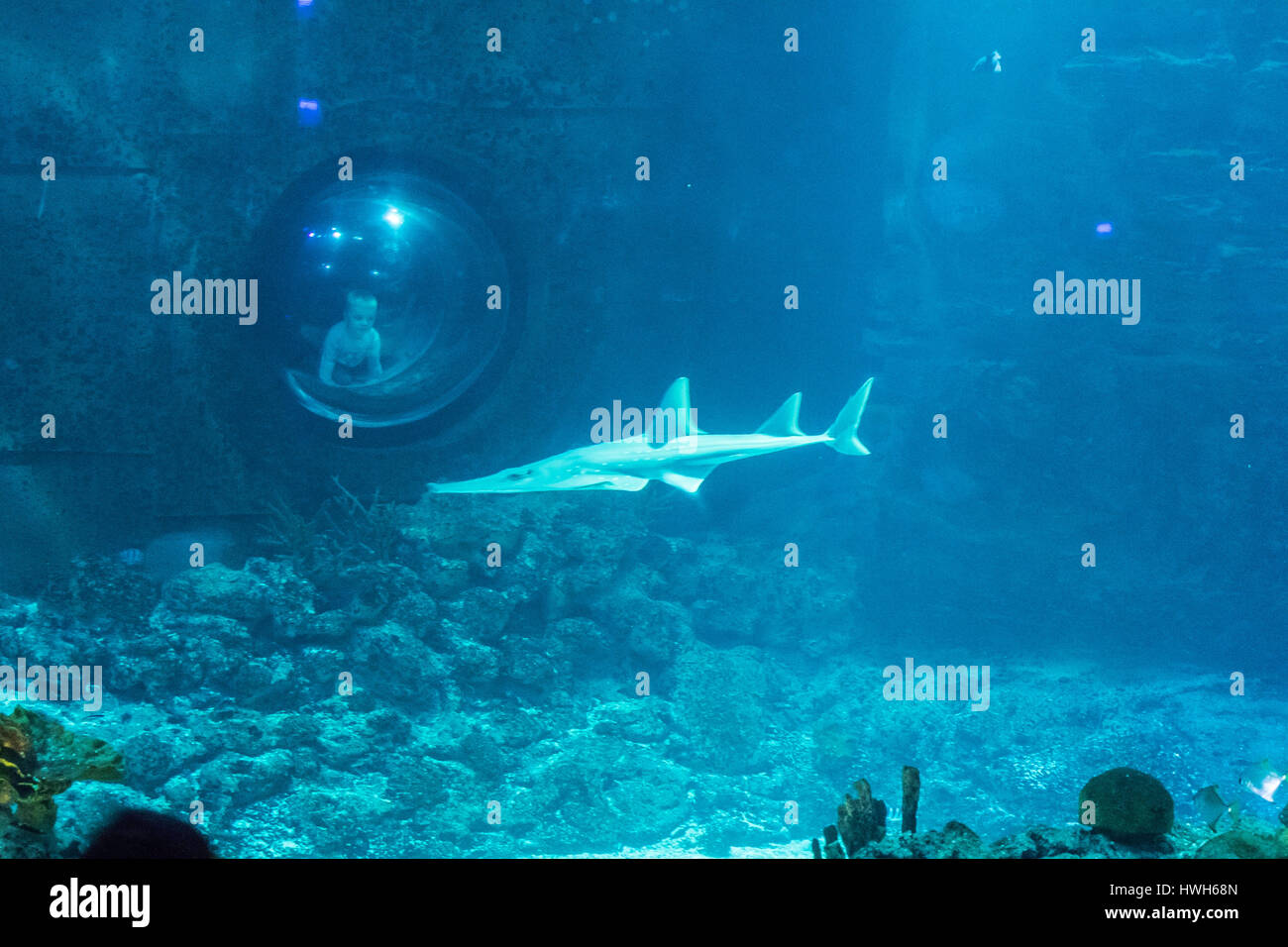 "Große Geige Ray und Kind, Deutschland; Hamburg; Hagenbecks Tierpark; Zoo; Tropen-Aquarium, kontrollierten Bedingungen; Zuschauer, Kind, Fisch, große Geige Stockfoto