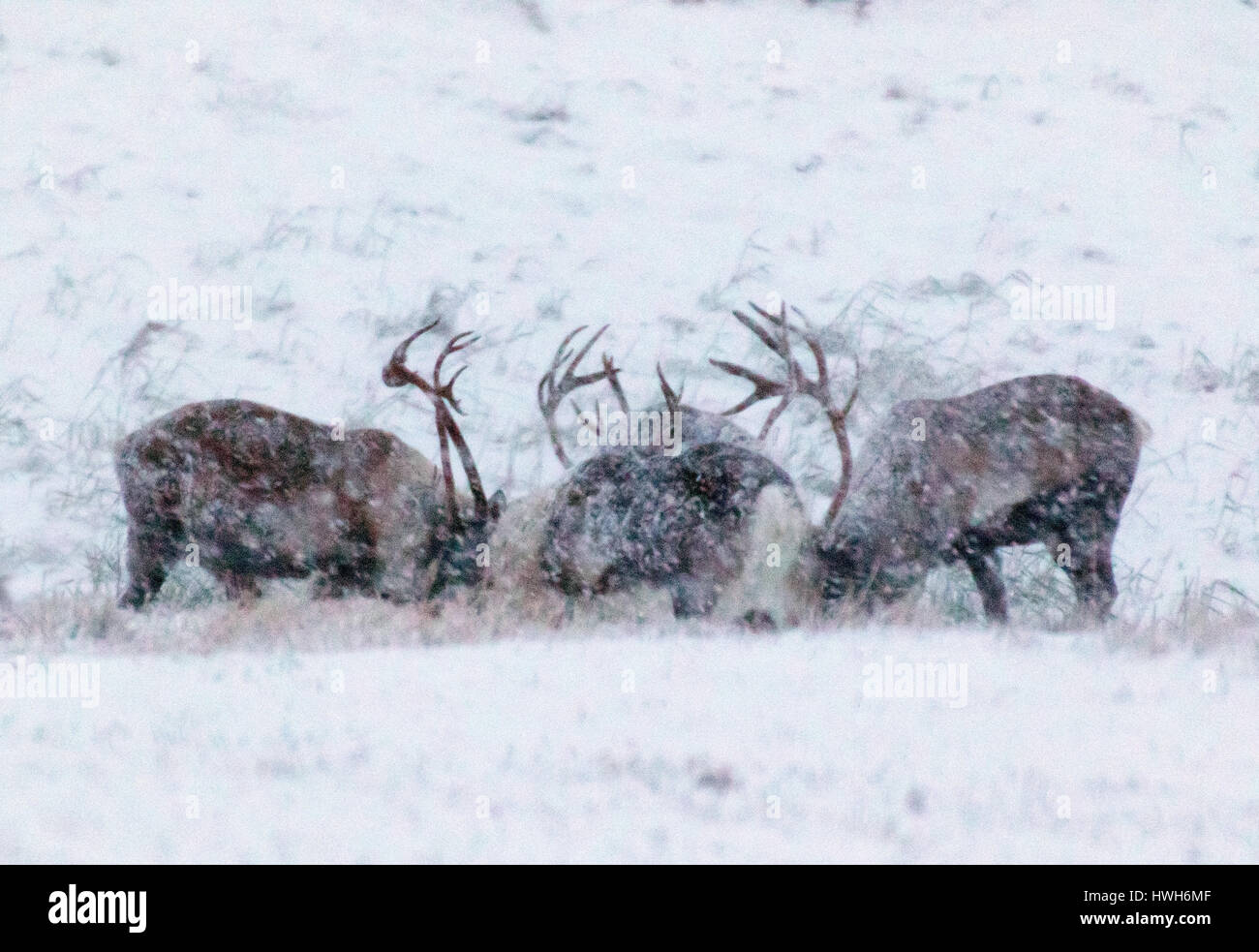 "Rentiere im Winter, Norwegen; Troms; Kval? ya; Kval? ya, Säugetier, Rentiere, Rangifer Tarandus, kleine Männer, Ziege, Kampf, Jahreszeiten, Winter, Schnee, Norwa Stockfoto