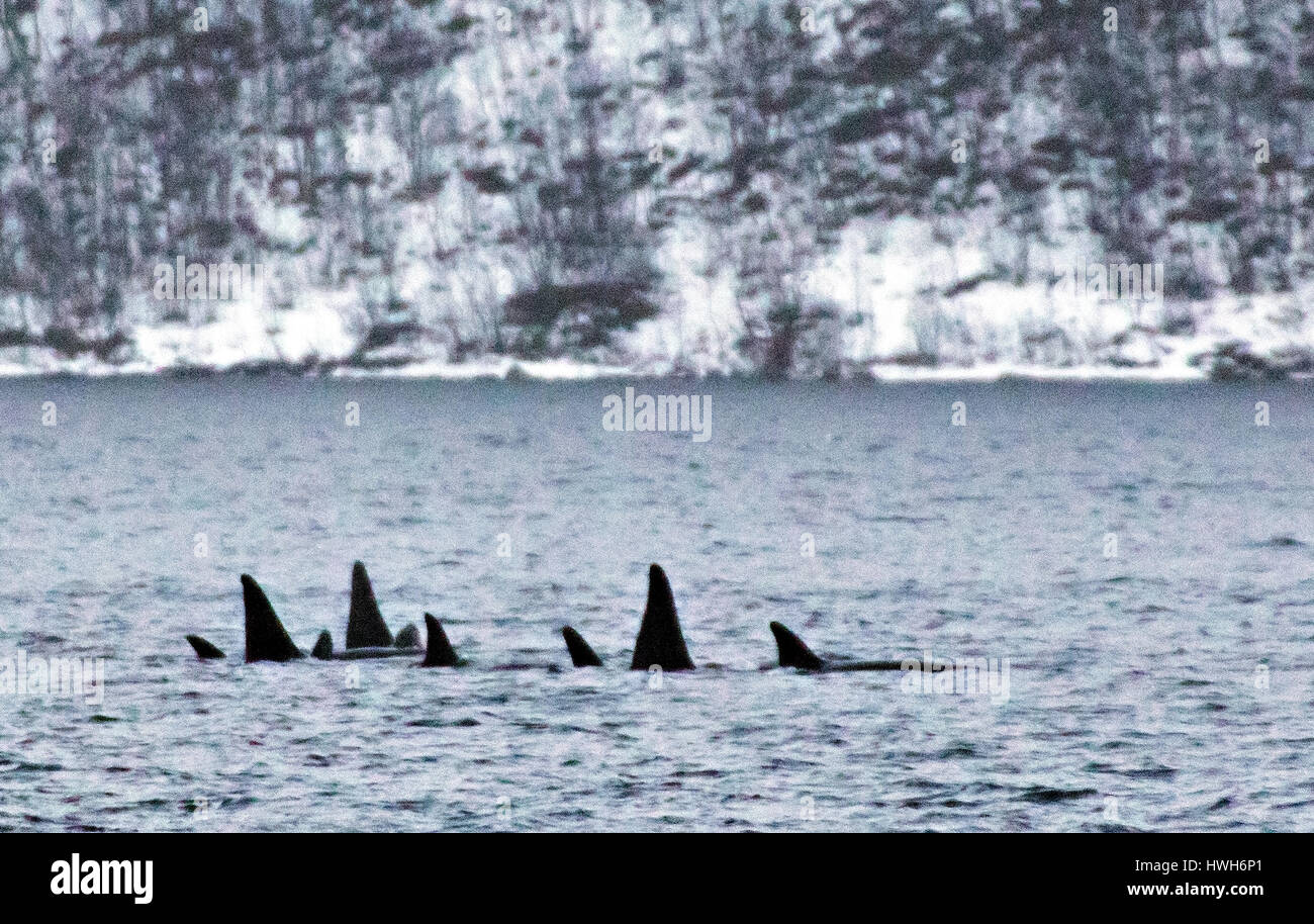 Schwertwale in Kaldfjorden, Norwegen, Troms, Kval? ya, Kval? ya, Kaldfjorden, Meeressäuger, Killerwale, Orcinus Orca, neun Rückenflossen, Norwegen, Stockfoto