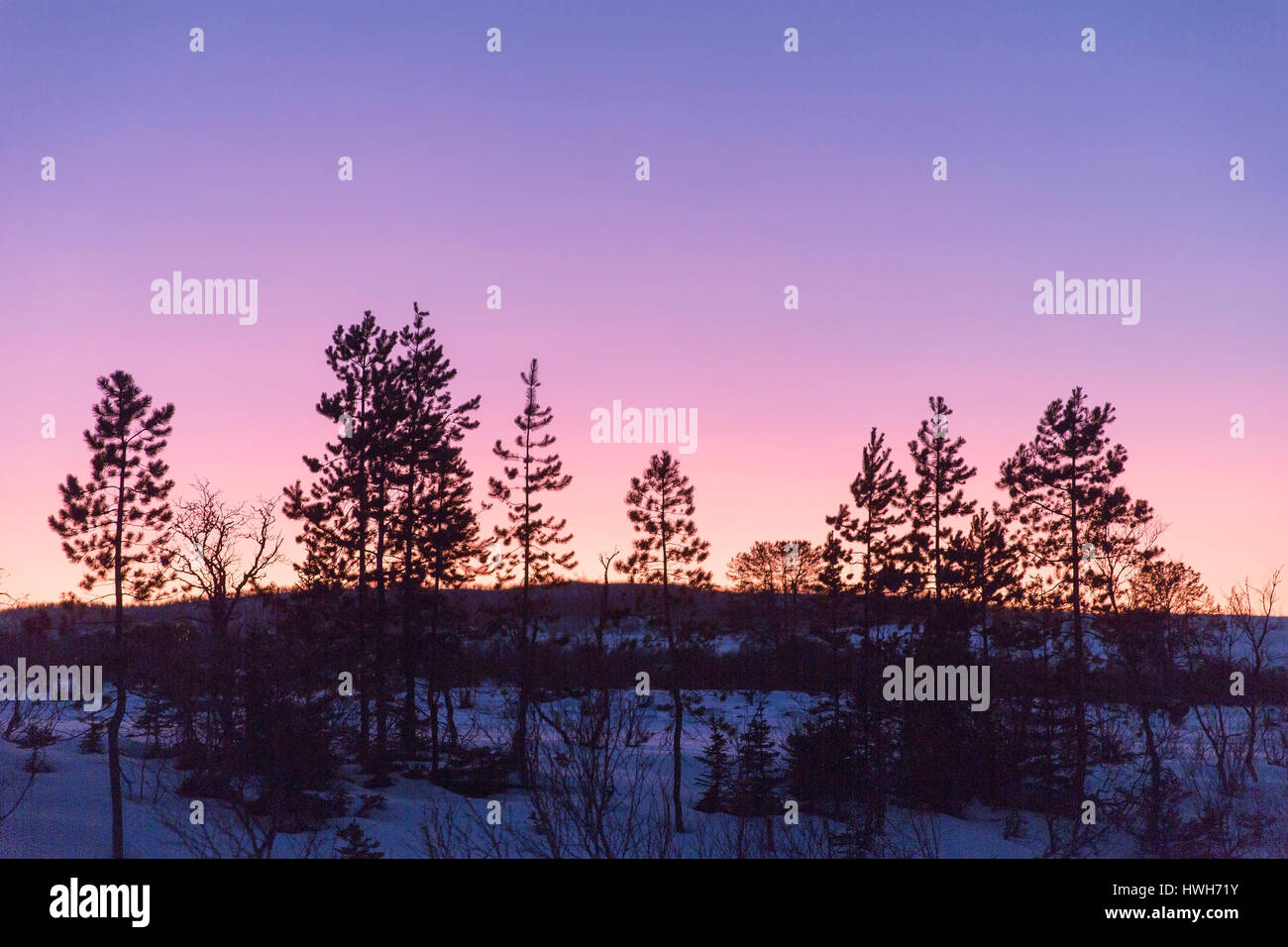 "polar Dämmerung über Kval? ya, Norwegen; Troms; Kval? ya; Kval? ya; Myrset, Jahreszeiten, Winter, polar Dämmerung, Taiga, Pflanzen, Bäume, Kiefern, Pinus SP., Landschaft; Stockfoto