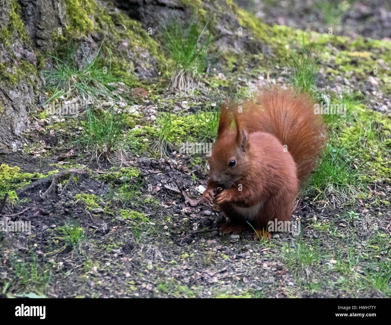 "Eichhörnchen frisst auf dem Boden, Deutschland; Hamburg; Säugetier, Nagetier, Eichhörnchen Sciurus Vulgaris, Boden, Essen, Deutschland; Hamburg; Säugetier, Nagetier, eurasische Re Stockfoto