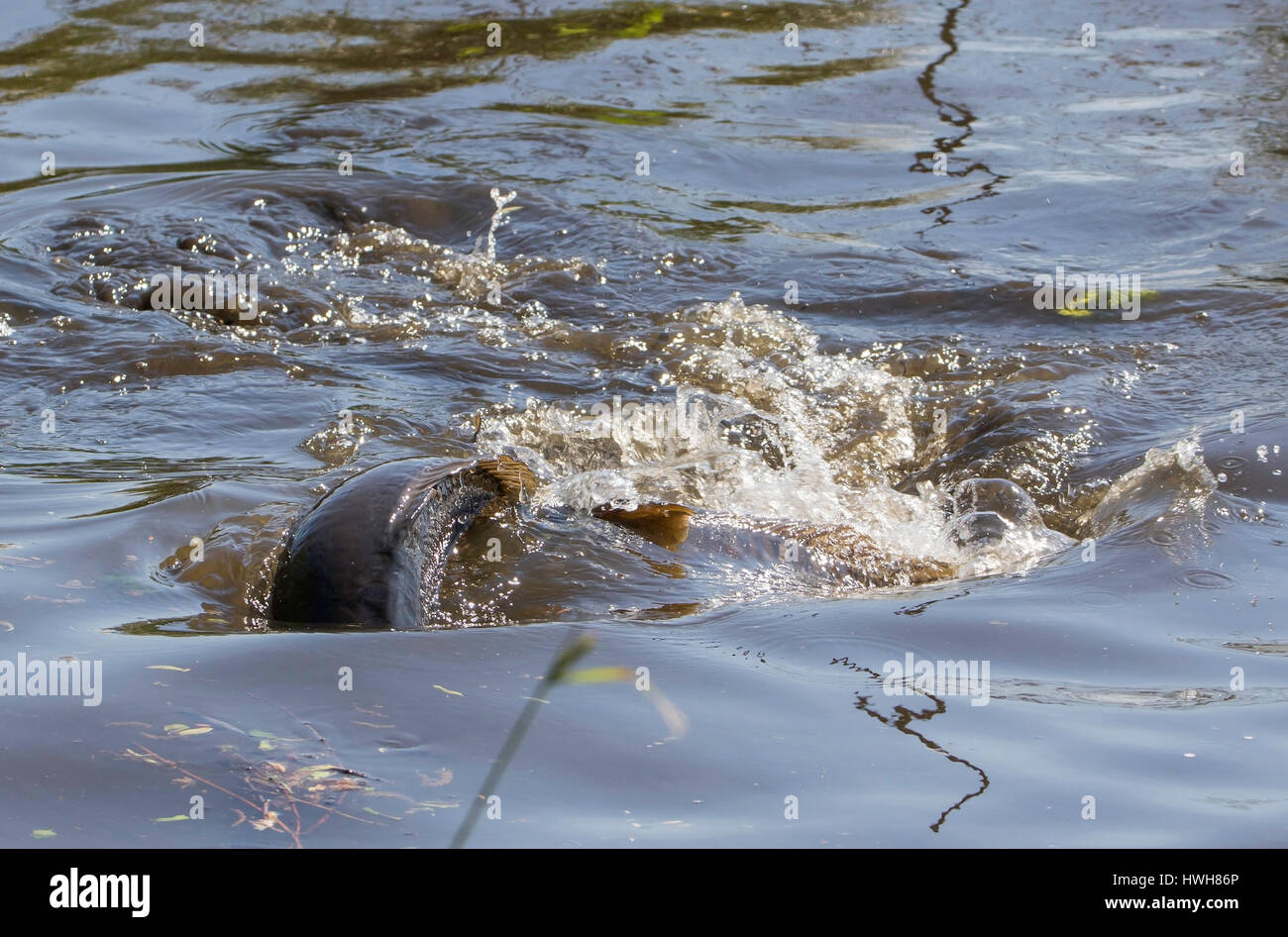 Laichen Karpfen Deutschland Hamburg Die Aussenalster See Fisch