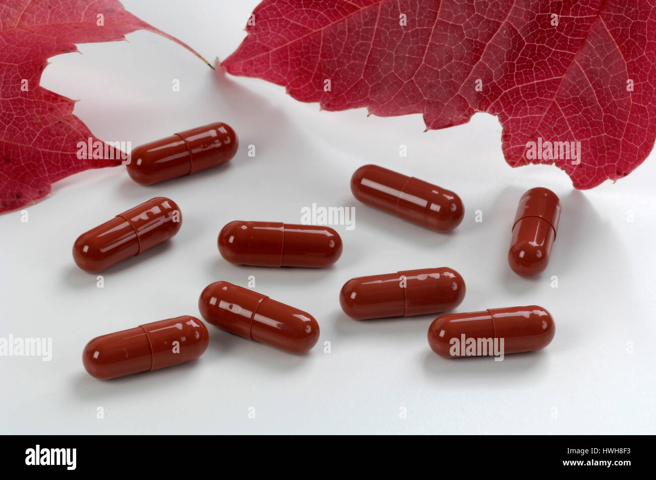 Boston-Efeu verlassen und Pillen, Parthenocissus Tricuspidata Blatt wilder  Wein und Tabletten gratis Platte ausgeschnitten, Objekt, Objekt, innen,  Studio, indoor, Bo Stockfotografie - Alamy