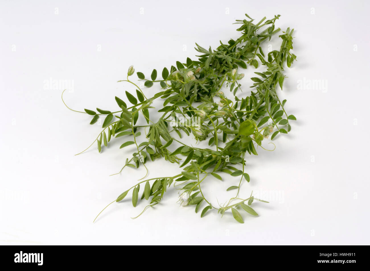 Objektiv Culinaris, Linse, Objektiv Culinaris Hülsenfrüchte, Linsen, Linsen, Linsen / (Lens Culinaris | Linse / (Lens Culinaris) / Huelsenfruechte, Linsen Stockfoto