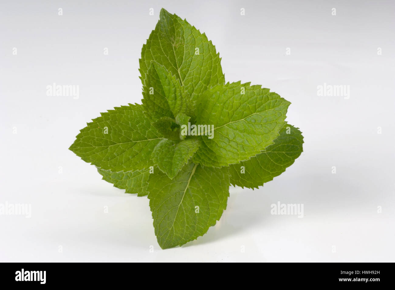 Apfel Minze Bowles, Mentha X rotundifolia, Apfelminze Bowles, Mentha X