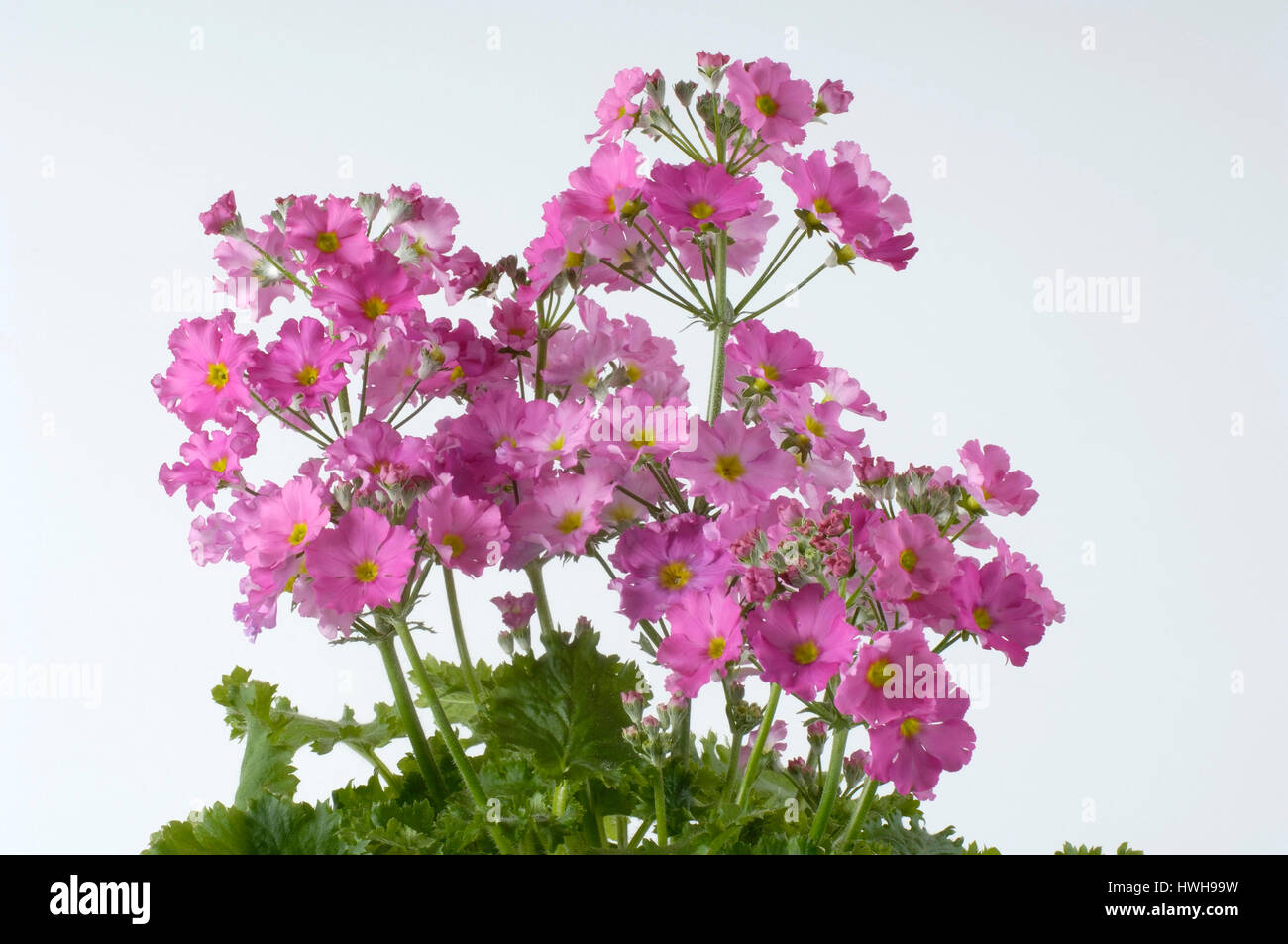 Fee Prime Rose, Primula Malacoides, Flieder oder Etagen-Primel, Primula Malacoides, Fairy Primrose / (Primula Malacoides) | Flieder-Oder Etagenprim Stockfoto