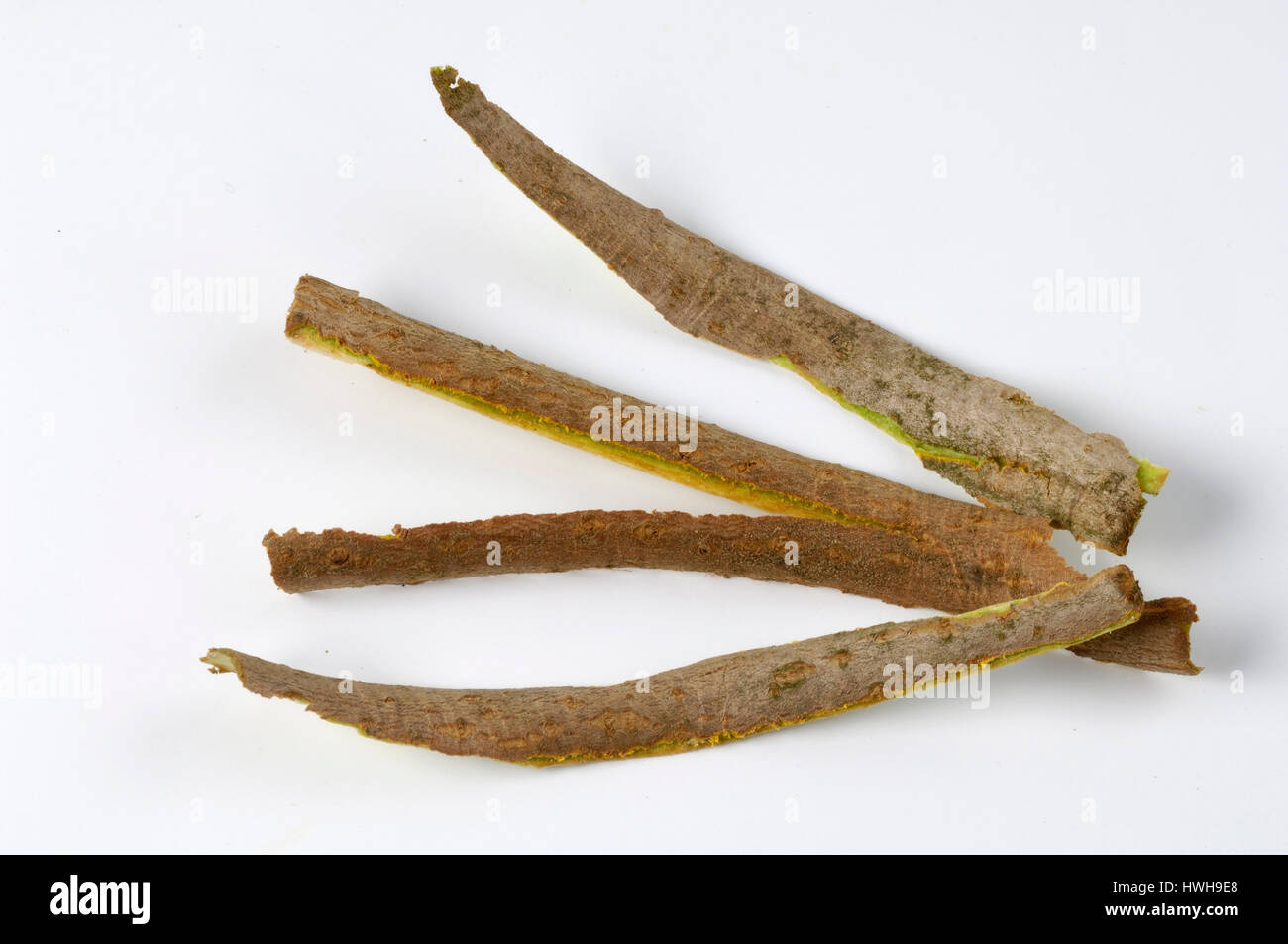 Rose Rinder Guelder rose, Rinde, Viburnum Opulus, gemeinsame Schneeball, Rinde ...