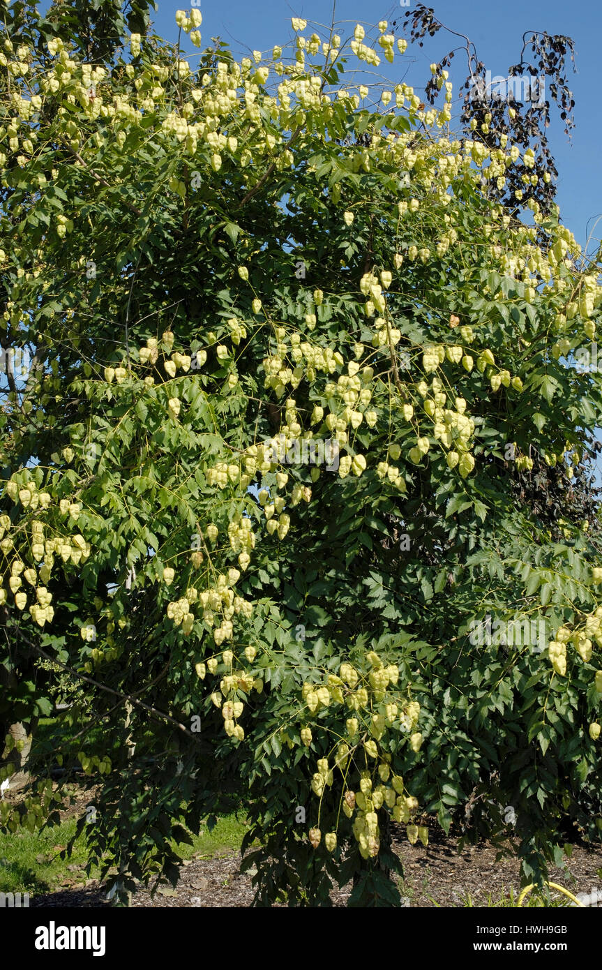 Golden Raintree, Stand Paniculata Rispiger Blubber Baum, Kapsel Früchte am Baum Seife Baum Pflanzen, Sapindaceae, goldenen Rand Baum, Panicled Stockfoto