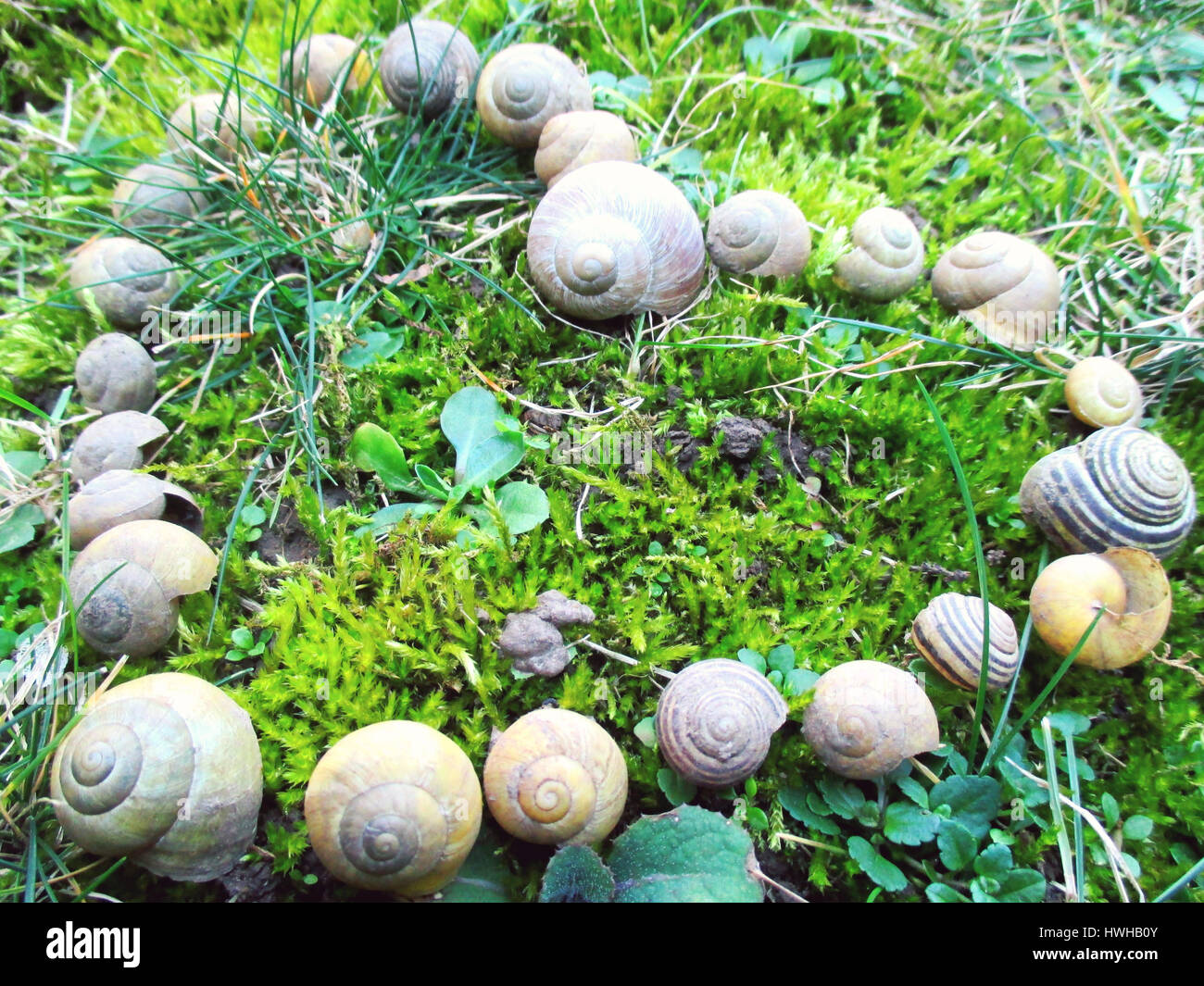 Ein Herz gemacht der Schnecke Häuser Stockfoto