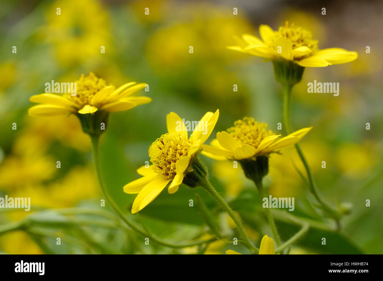 Arnika, Arnica Montana, echte Arnika, Arnica Montana, Arnika / (Arnica Montana) | Echten Arnika / (Arnica Montana) / Stockfoto