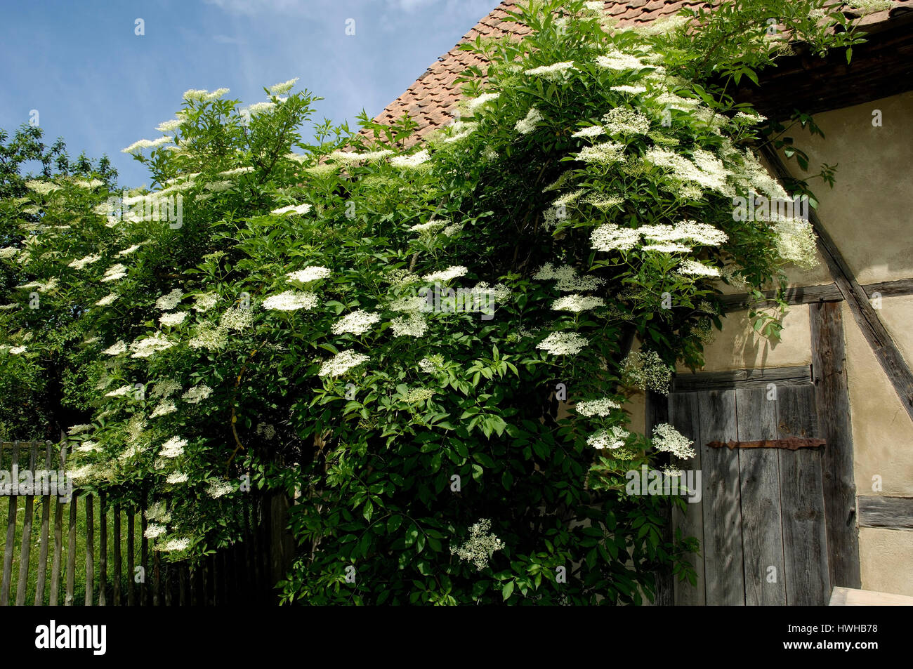 Bluhenden Holunder Sambucus Nigra Bluhenden Schwarzer Holunder