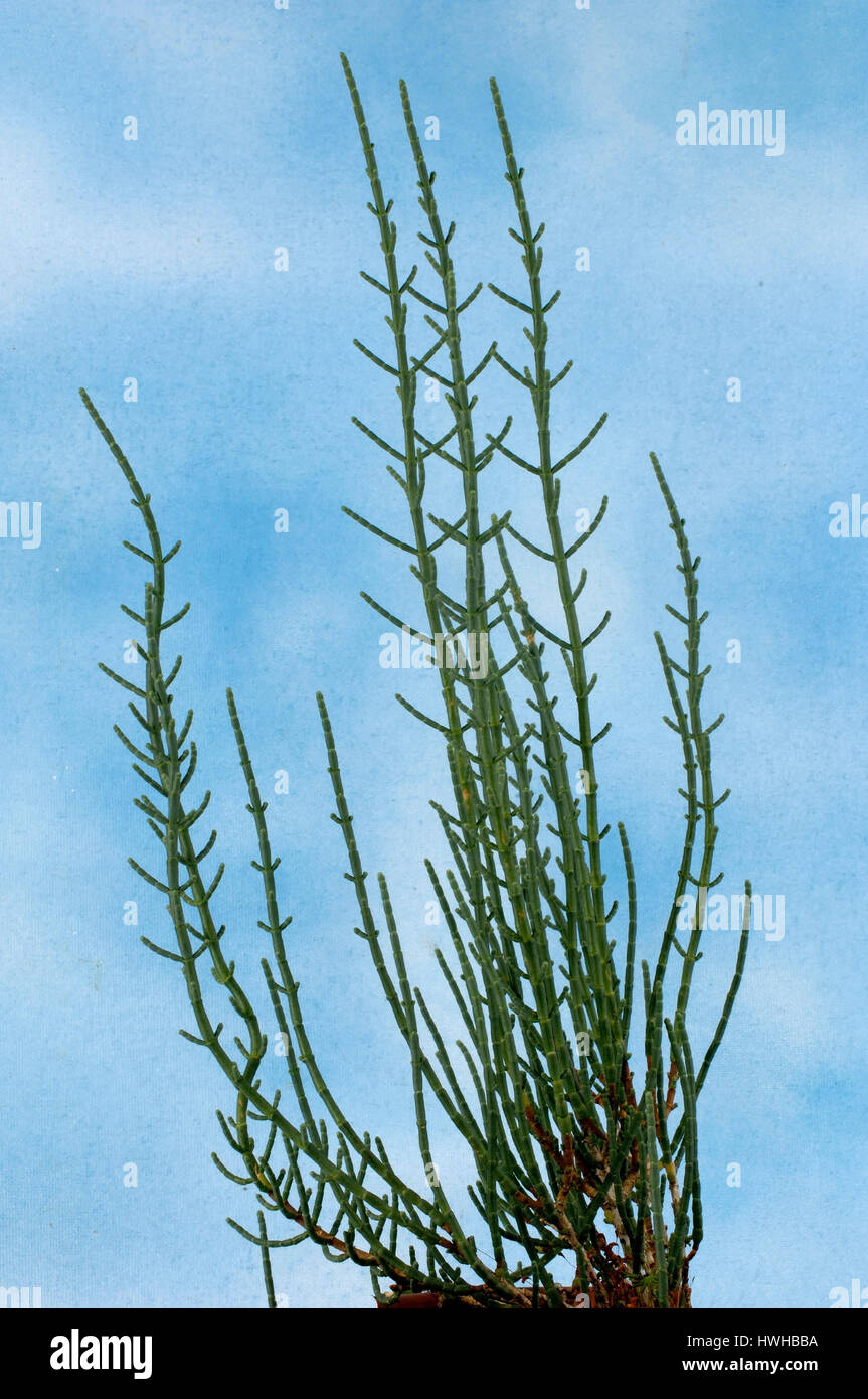 Queller, Arthrocnemum Glaucum, ausdauernd Queller, graue Gliedermelde Salicorne, Arthrocnemum Glaucum, Queller / (Arthrocnemum Glaucum) | Ausdauern Stockfoto