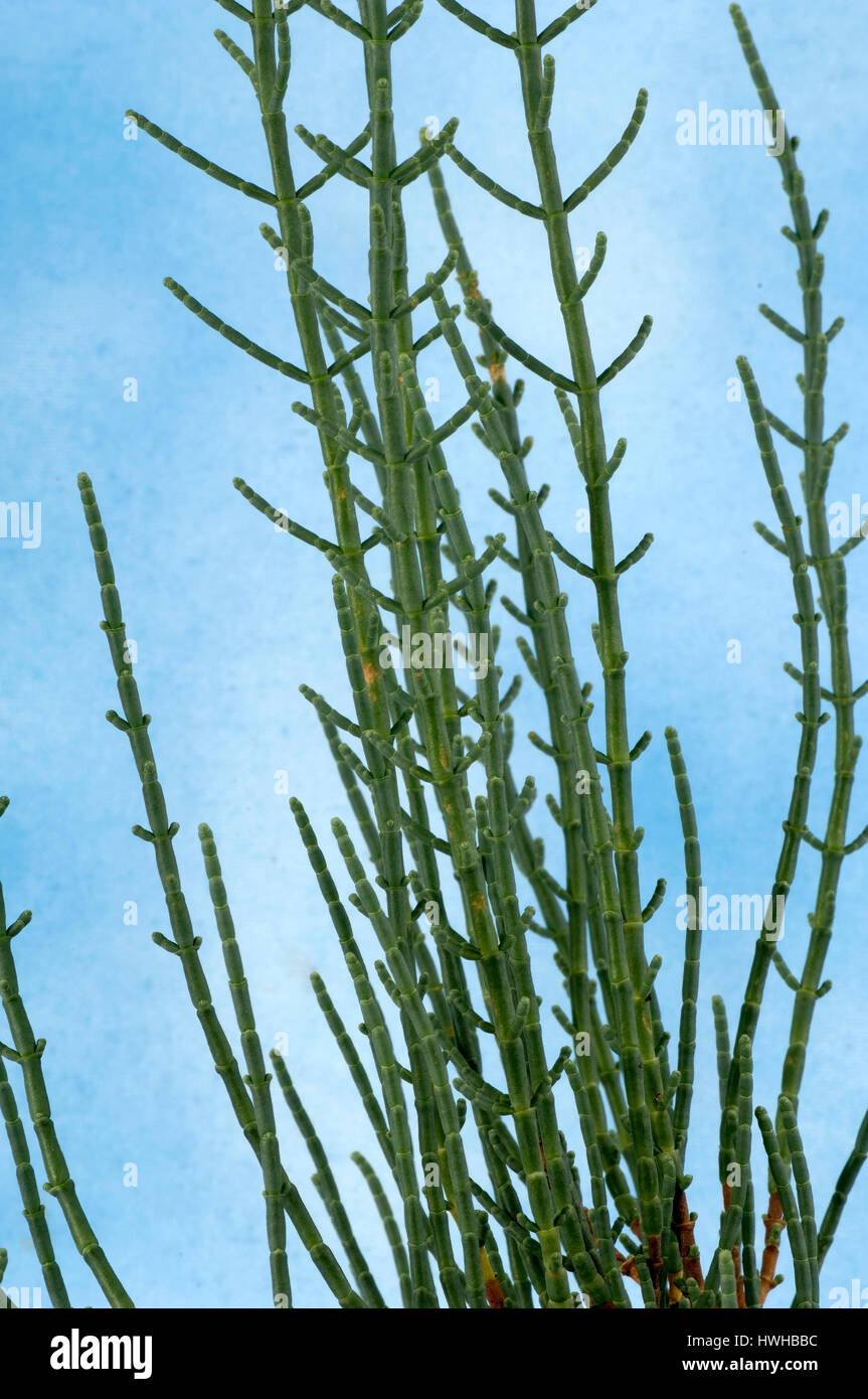 Queller, Arthrocnemum Glaucum, ausdauernd Queller, graue Gliedermelde Salicorne, Arthrocnemum Glaucum, Queller / (Arthrocnemum Glaucum) | Ausdauern Stockfoto