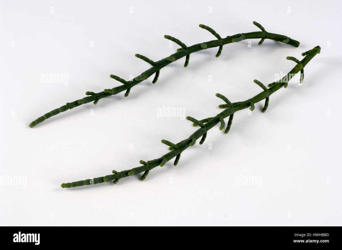 Queller, Arthrocnemum Glaucum, ausdauernd Queller, graue Gliedermelde Salicorne, Arthrocnemum Glaucum, Queller / (Arthrocnemum Glaucum) | Ausdauern Stockfoto