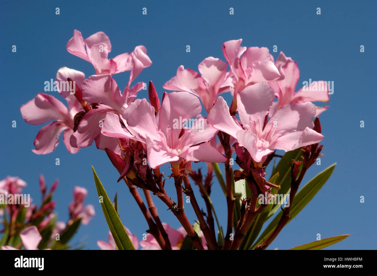 Oleander Bluht Nerium Oleander Oleander Bluten Nerium Oleander Oleander Bluten Nerium Oleander Oleander Blueten Nerium Oleande Stockfotografie Alamy